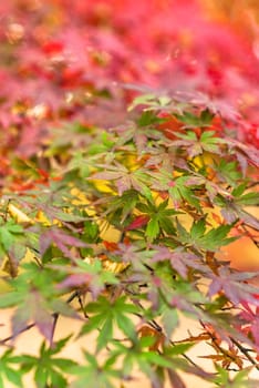 Beautiful autumn colors of Japanese maple tree iroha momiji leaves background in Tokyo public park in Japan