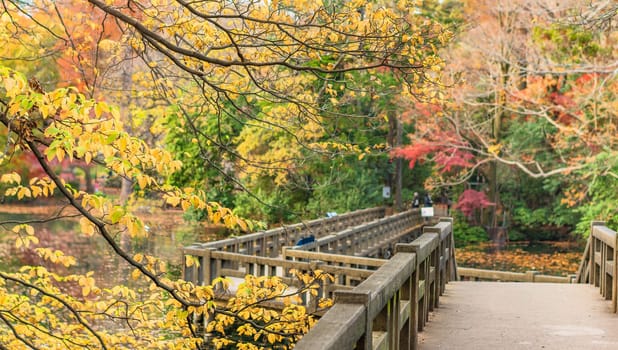Autumn foliage overlooking the wooden bridge of the japanese temple Benzaiten in the forest parc of Inokashira in Kichijoji city