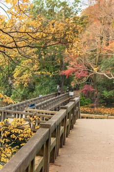 Autumn foliage overlooking the wooden bridge of the japanese temple Benzaiten in the forest parc of Inokashira in Kichijoji city
