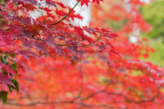 Beautiful autumn colors of Japanese maple tree iroha momiji leaves background in Tokyo public park in Japan