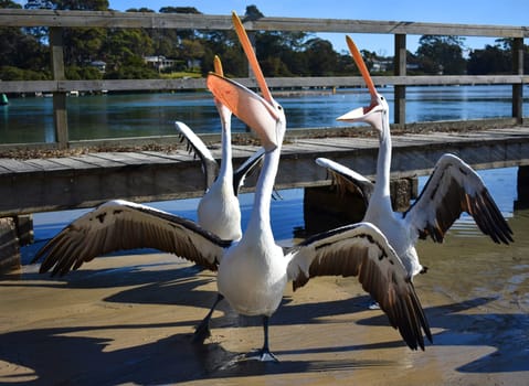 A group of pelicans at a wharf