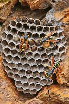 Nest of the mountain wasp Polistes biglumis