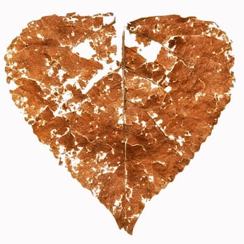 Damaged dry leaf reduced to pieces and small pieces, white background.
