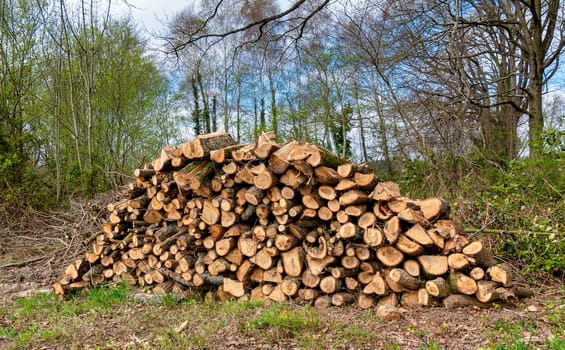 Stack of wood in a forest. Close up shot