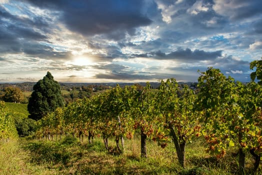 Vineyard of the Jurancon wine in the French Pyrenees, Pau city
