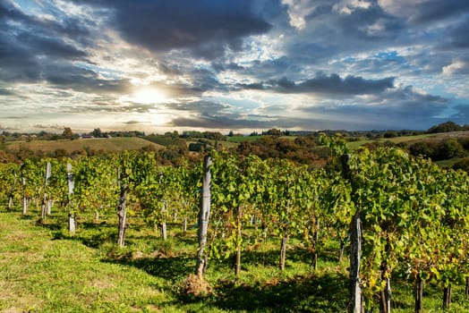 Vineyard of the Jurancon wine in the French Pyrenees, Pau city