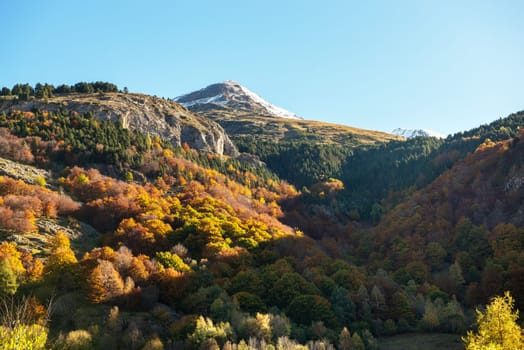 color of autumn at the mountain (french Pyrenees)