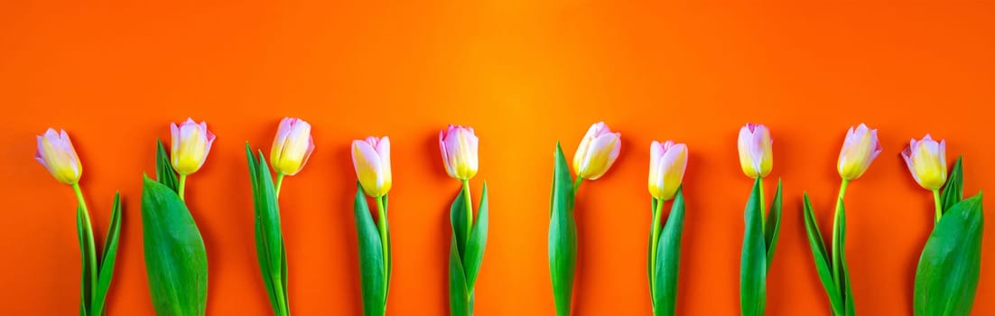 Bunch of orange tulips on background in the same color with clearspace.
