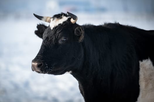 cows of Tazheran steppe in Irkutsk region, Siberia, Russia