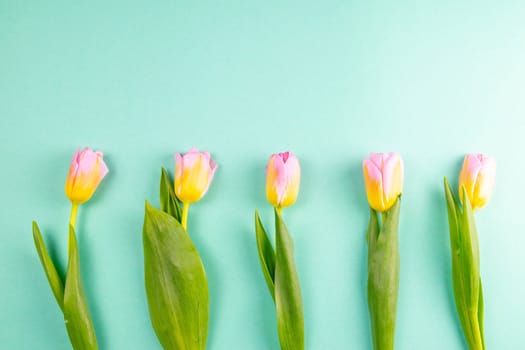 Fresh yellow-red tulips on a mint background. Holiday concept.