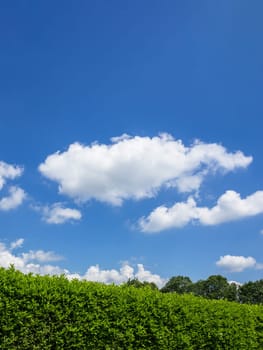 Hedge against the sky. Geen grass, hedge and amazing sky. Copy-space.