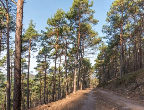 View over a wooded valley with pines and deciduous trees in autumn