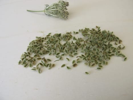 Edible seeds from the wild carrot