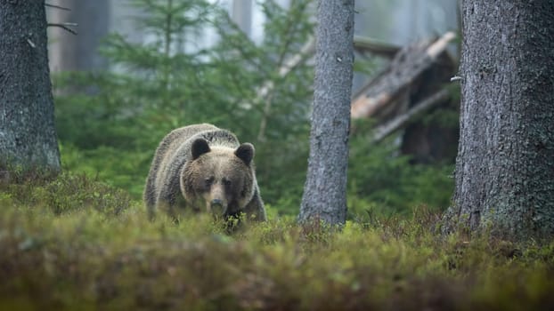 Threatening brown bear, ursus arctos, approaching in summer forest from front view. Dangerous wild mammal coming closer in mountains with copy space. Animal wildlife in woodland.