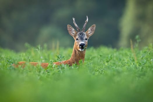Alert roe deer, capreolus capreolus, buck grazing hidden on clover field in summer. Attentive mammal looking into camera in green nature with copy space. Wild animal listening in countryside.