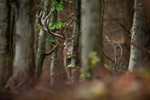 Curious red deer, cervus elaphus, stag looking from behind a tree in forest. Majestic wild animal with strong antlers from front view. Male mammal peeking out hidden in woodland.