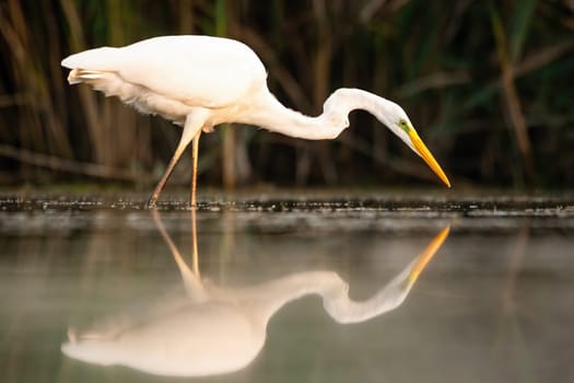 Reflection of great egret,ardea alba, hunting on water surface at sunset. Symmetrical composition with wild bird mirrored on one half. White heron standing in wetland.
