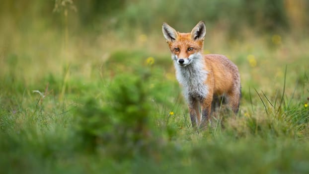 Alert red fox, vulpes vulpes, looking on a green glade in summer with copy space. Cute mammal watching in nature from front view. Animal predator observing from low angle.