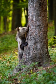 Funny brown bear, ursus arctos, hiding behind a big tree in forest in springtime. Vertical composition of a curious wild mammal with fur climbing with paws and claws in nature.