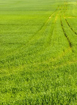 natural green grass of beautiful color, grows in meadows and pastures, photos in the summer season during the active growth of plants and grass
