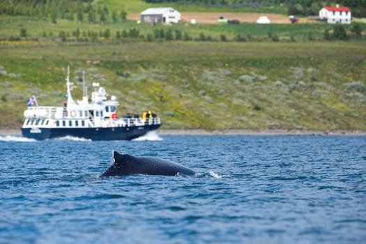 Black humpback whale, megaptera novaeangliae, swimming in sea with cruise boat in the background at seashore, Akureyri, Iceland. Concept of wildlife watching on a vacation.