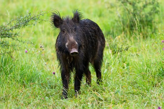 Curious wild boar, sus scrofa, facing camera on green meadow in spring nature. Black mammal with long fur watching in grass from front view. Animal wildlife in natural environment.