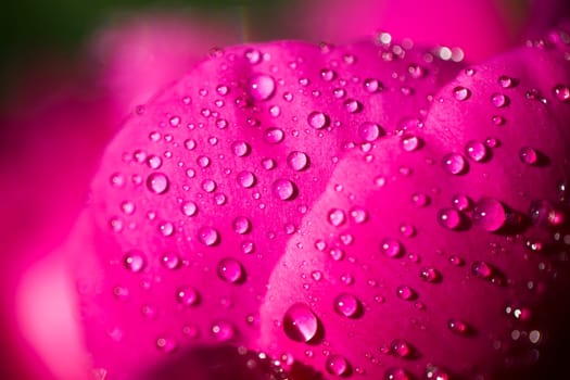 the red petals of peony with drops of rain water, flowering plants parts spring or summer season year a bed of flowers in the Park