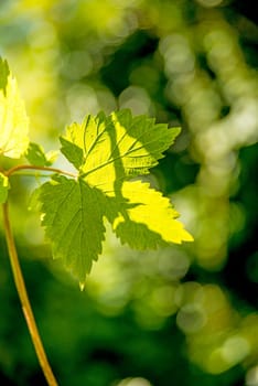 hops, leaf in back light