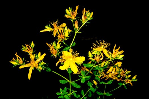 St. John wort, medicinal plant with flower