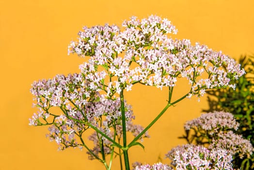 Valerian, medicine plant with flower