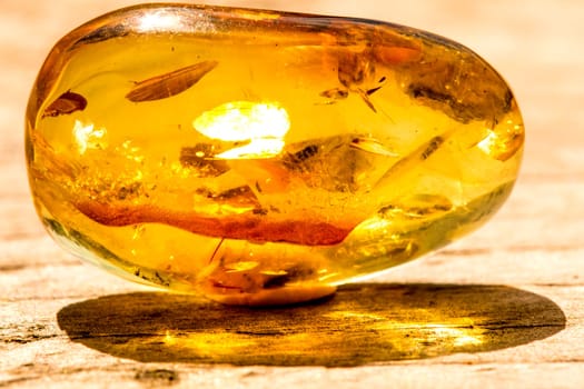 Amber in sun with inclusions.