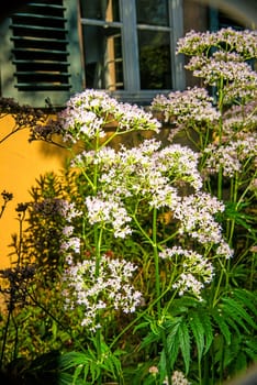 Valerian, medicine plant with flower