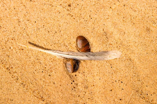 feather on a beach