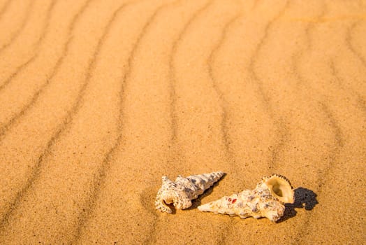sandy beach with snails