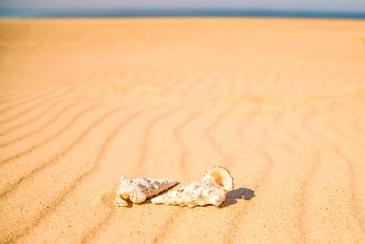 snails on a sandy beach