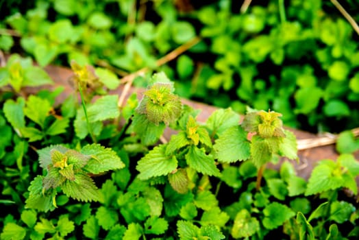 stinging nettle at a railway