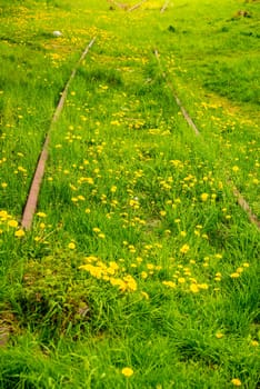rails out of order, overgrown with green grass