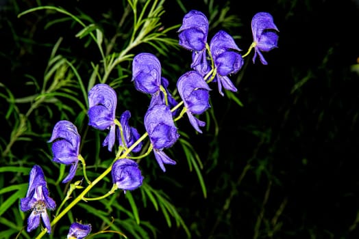 Aconite, medicine plant, most toxic plant of the world