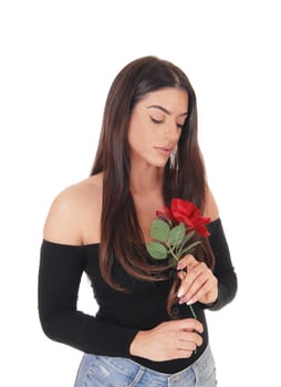 A gorgeous young woman with long brunette hair standing with a red.rose in her hand, looking down, isolated for white background.
