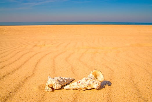 sandy beach with snails