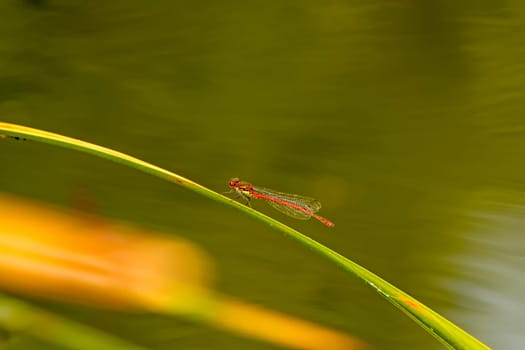 Large red damselfly on a leaf
