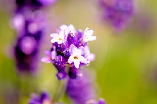 Lavender with blurred background