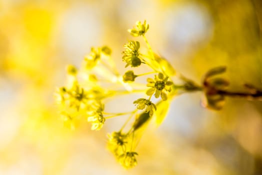 maple blossom in spring