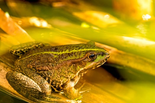 common water frog in a pond