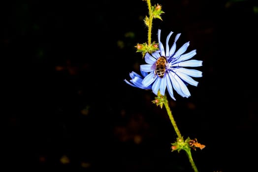 Medicinal plant chicory with flower