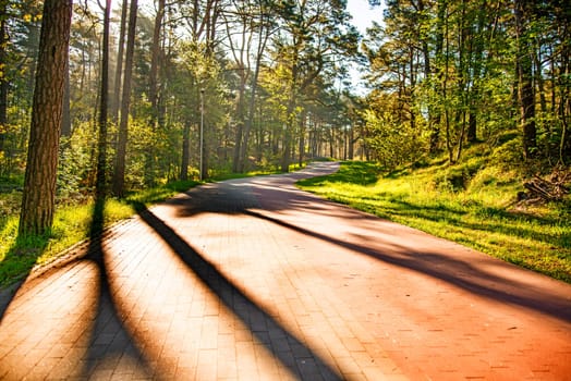 Forest in spring, sun and shadows