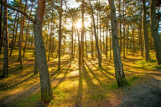 forest in back light