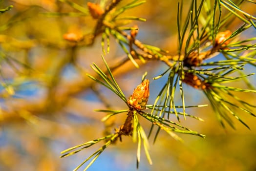 Scots pine, young, green shoots in spring
