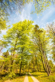 Forest in sunny spring light
