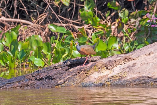 Wattled Jacana on a Decaying Log in the Pantanal in Brazil